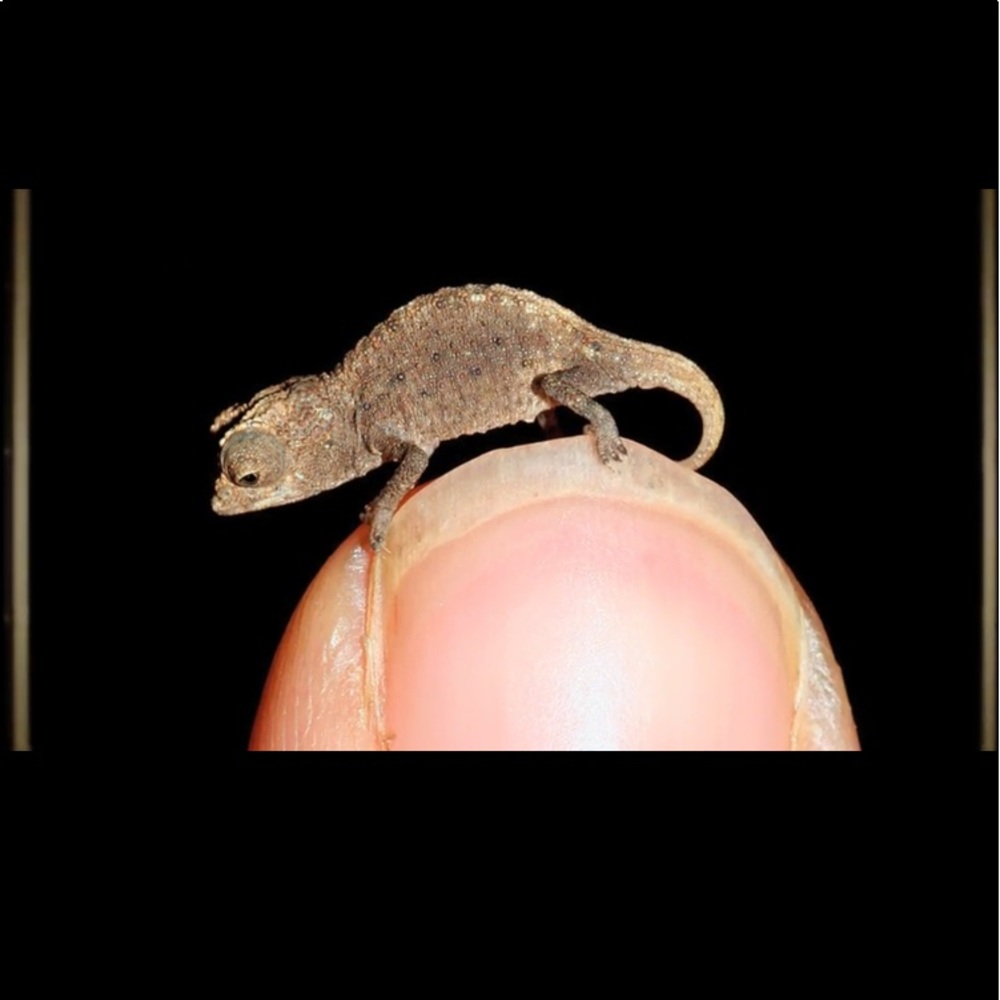 A Tiny Chameleon 🥰. NOT FOR SALE